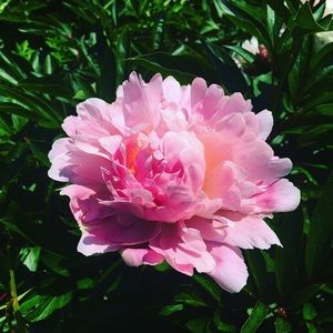 Meet your Posher, Frances